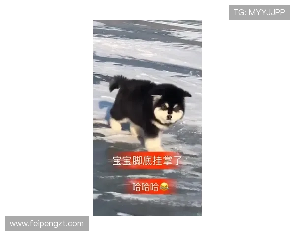 南墨尔本与阿拉门激战正酣谁能在这场对决中笑到最后